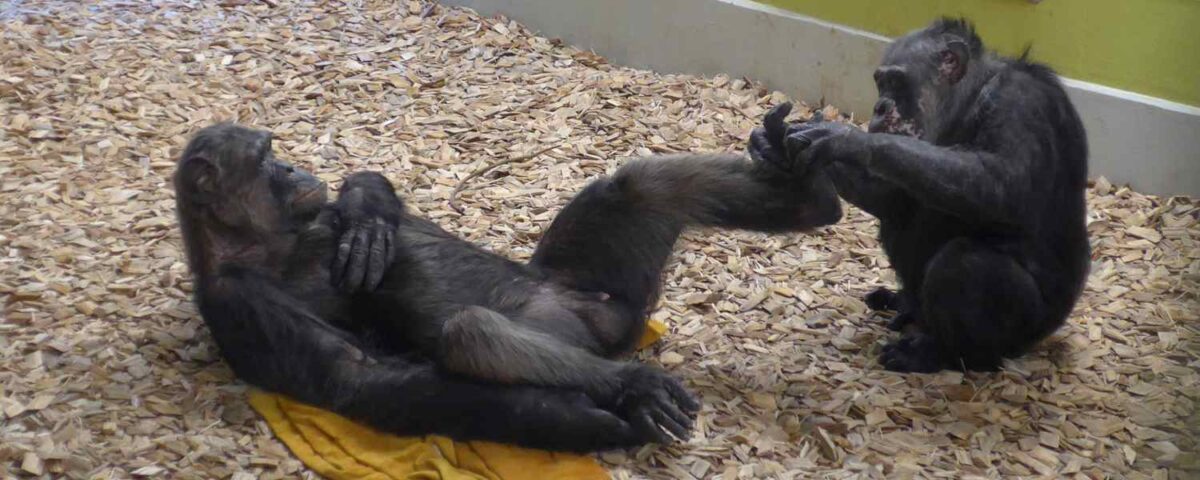 Chimp